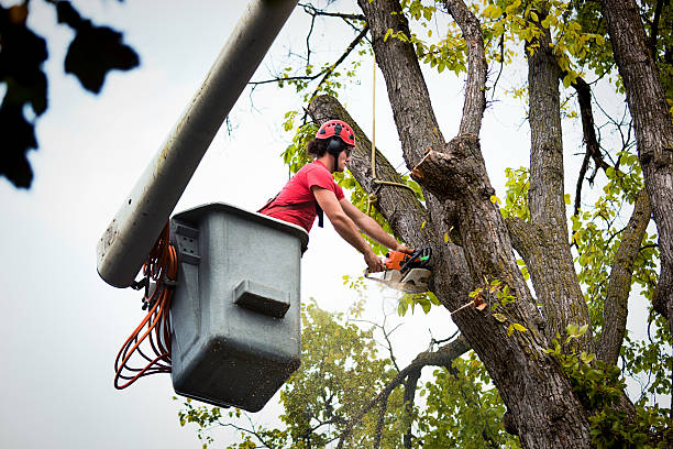 How Our Tree Care Process Works  in Forest Hills, TN